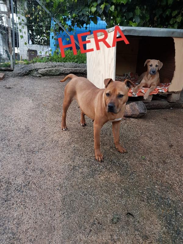 Hera Pitbull cerca casa  Foto 2