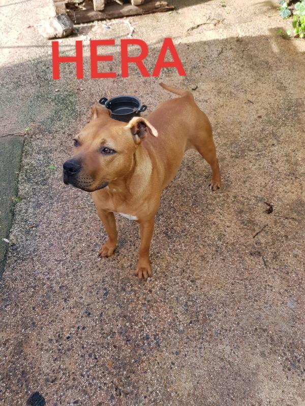 Hera Pitbull cerca casa  Foto 3