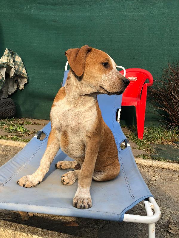 Rocky cucciolo mix Amstaff e pastore Maremmano Foto 2