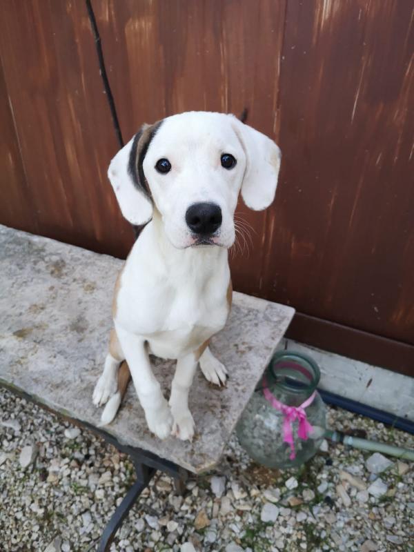 Taina Cucciola Taglia Media