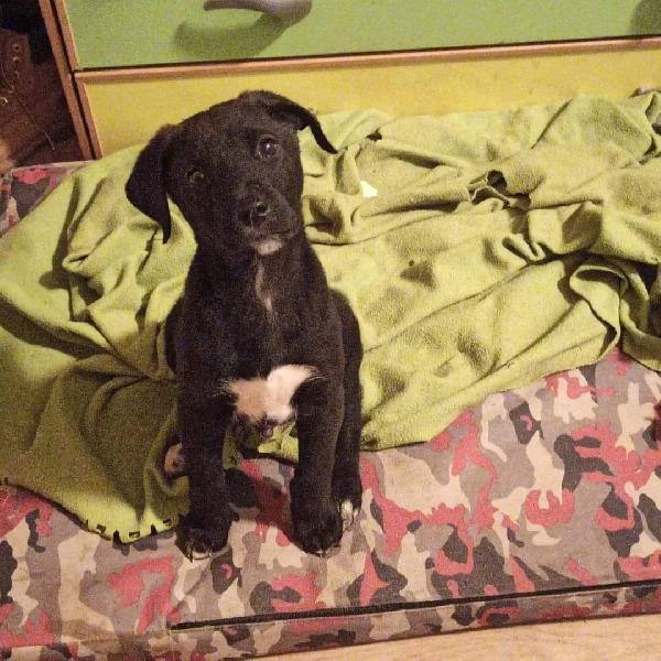 Calimero Cerca Casa Contattaci 