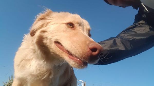 HAPPY MERAVIGLIOSO CUCCIOLO SIMIL GOLDEN RETRIEVER Foto 6