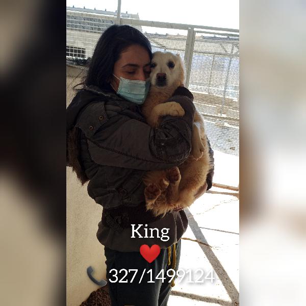 Cucciolo  Cerca Casa