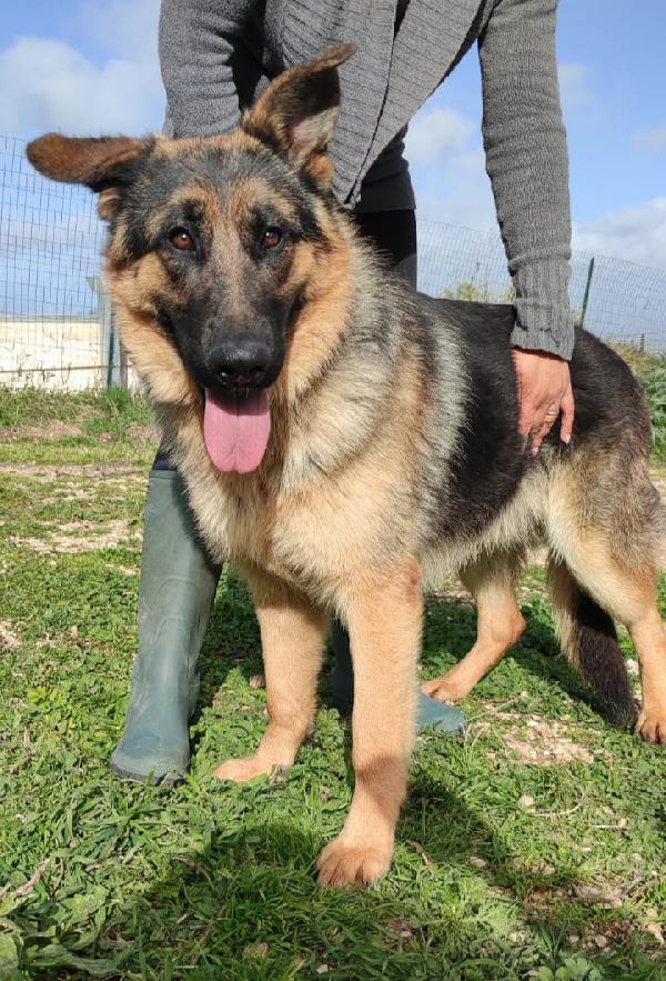 Incrocio Pastore Tedesco In Adozione