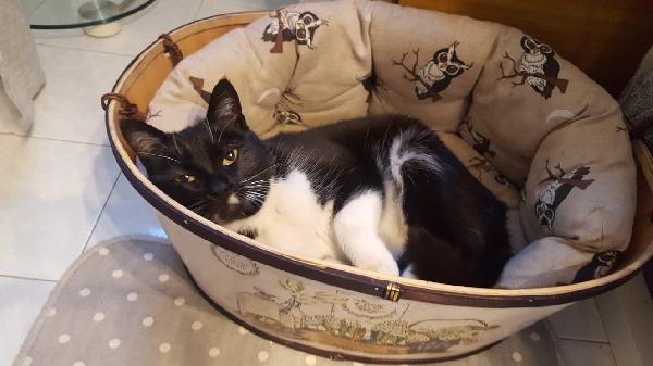 Stella - Gattina Di 4 Anni