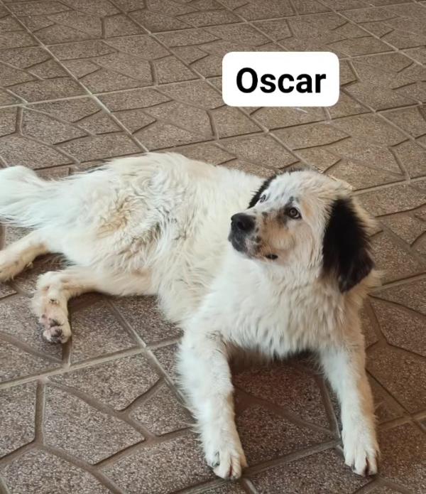 Oscar