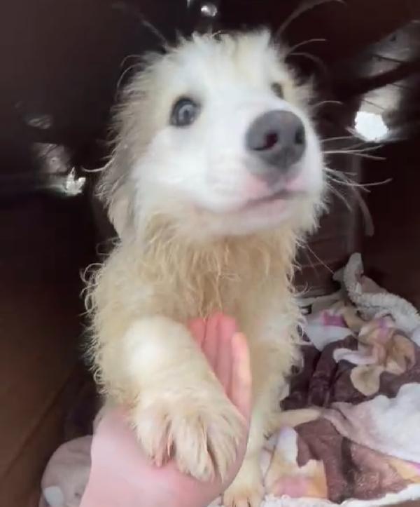 Musy Cucciolo 2 Mesi