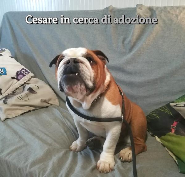 Cesare Bulldog  In Adozione