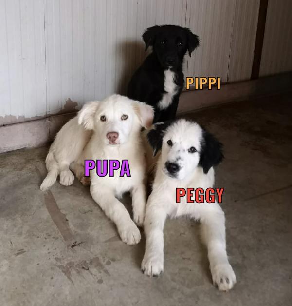 Cucciole Taglia Media Cercano Casa 🏡