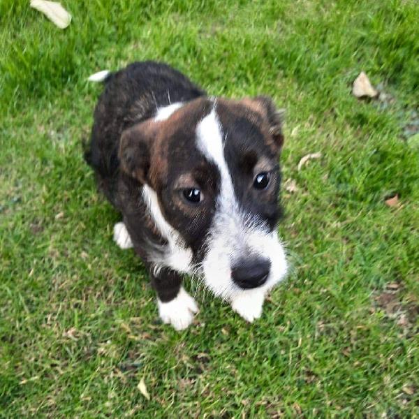 Letizia Cucciola Simil Spinone Taglia Media