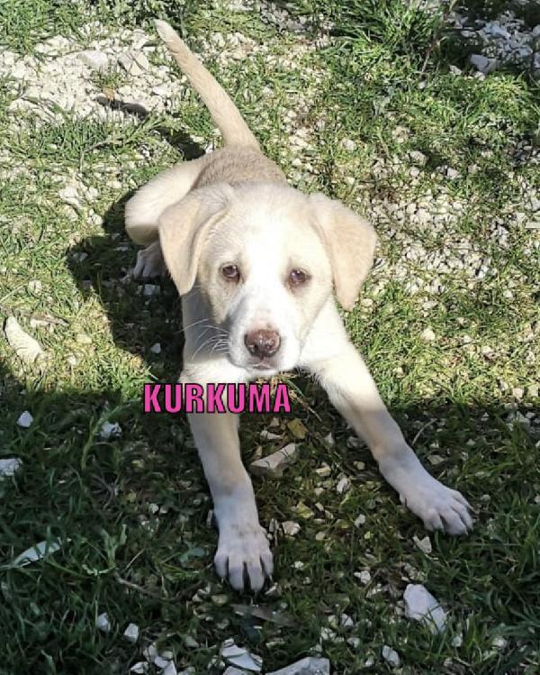 Kurkuma, Cucciola Futura Taglia Grande Cerca Casa!