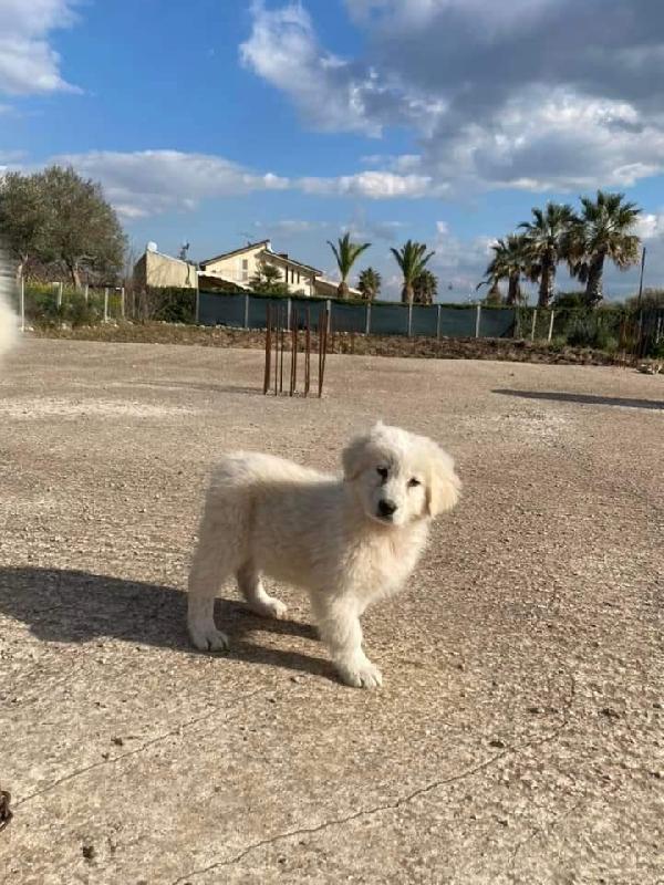 Nuvola Maremmana! (2 Mesi)