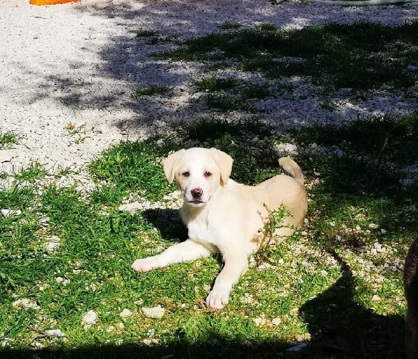 Dolce Cucciola Futura Taglia Grande, Kurkuma