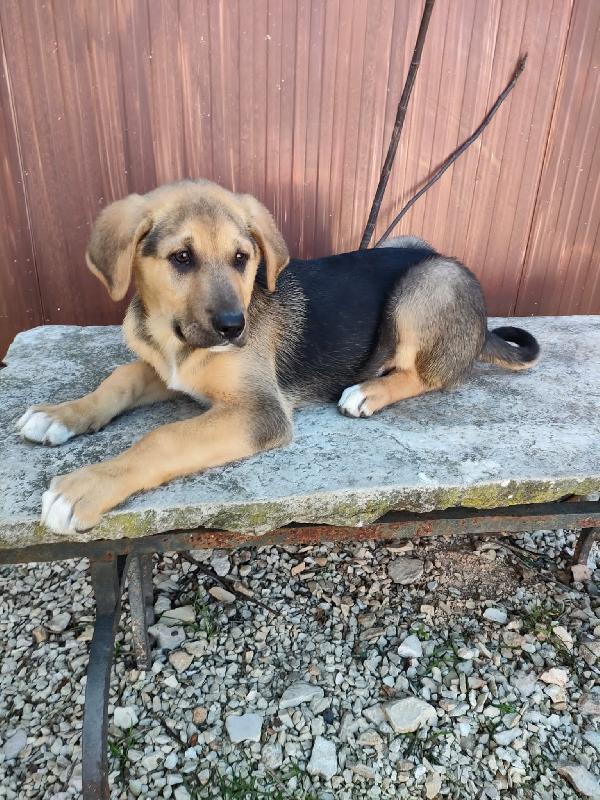 Cucciolo Futura Taglia Grande, Poldo