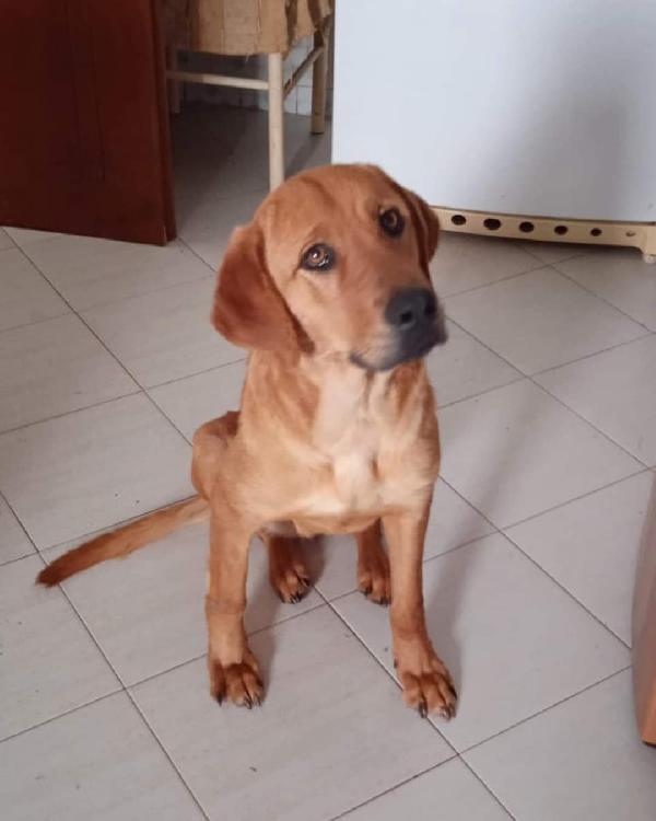 Venere Giovane Cagnolina Taglia Media