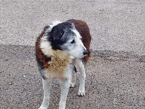 13 anni in strada, adozione urgente Foto 2