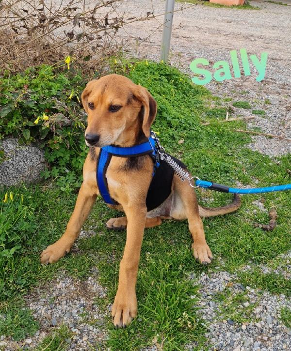 Sally Cucciola Taglia Media