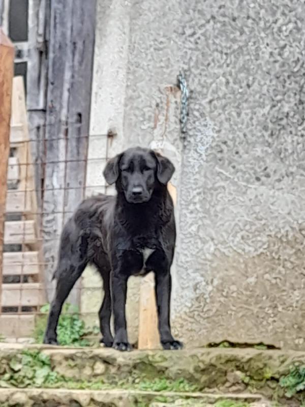 Rocky Cucciolo Simil Labrador Nero