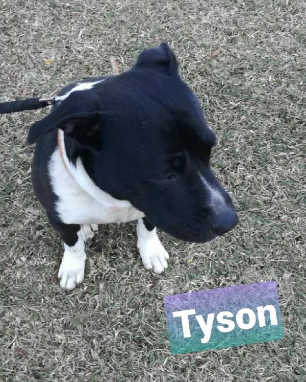 Tyson American Staffordshire Terrier 1 anno Foto 4