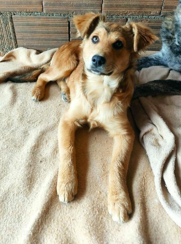 Toffy cucciola simil pastore 5 mesi  Foto 4