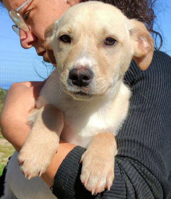 Gary Cerca Adozione. 