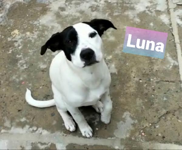 Luna Cucciola Incrocio Amstaff/Labrador