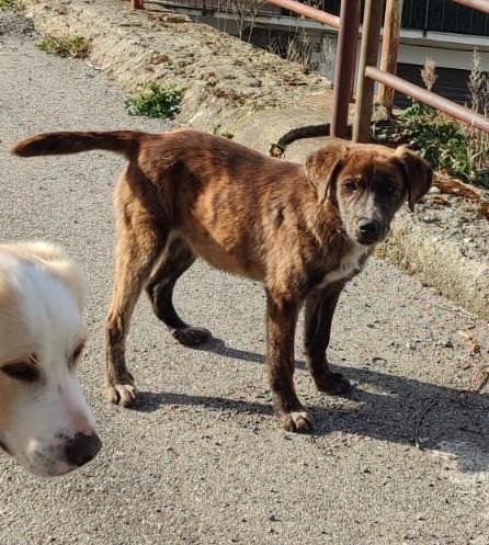 Ciro Cucciolo 5 Mesi Taglia Media