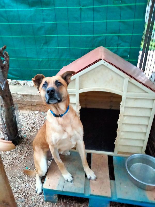 Un Meticcione Dolce Dolce 