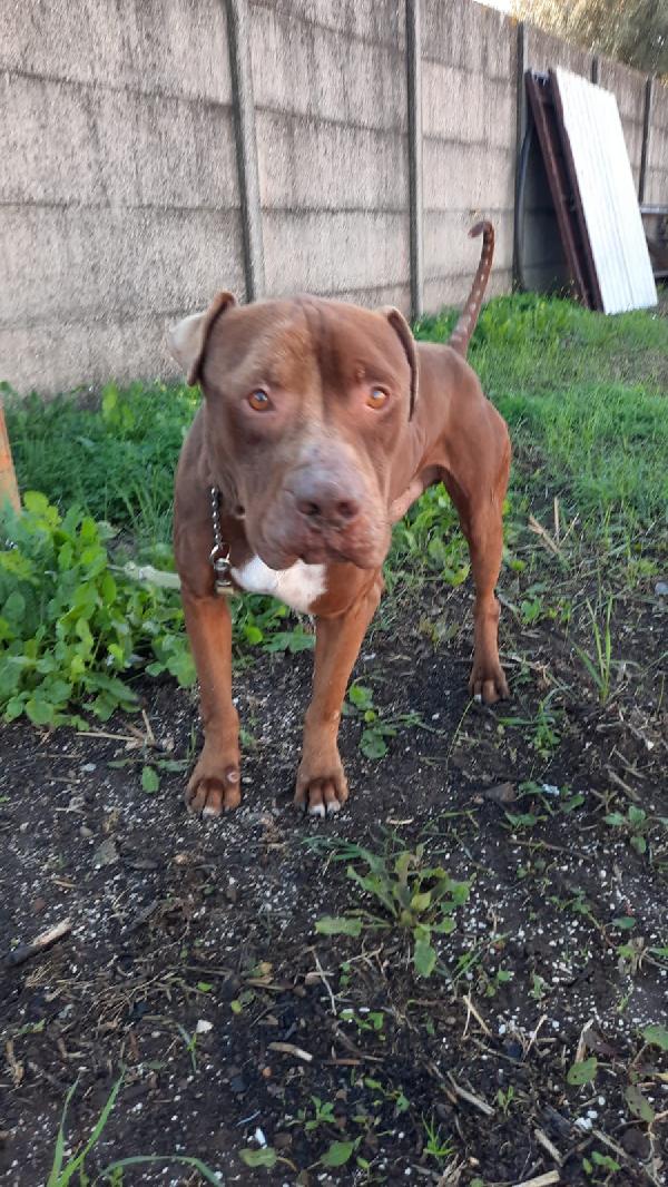 Fulmine Giovane Mix Pitbull