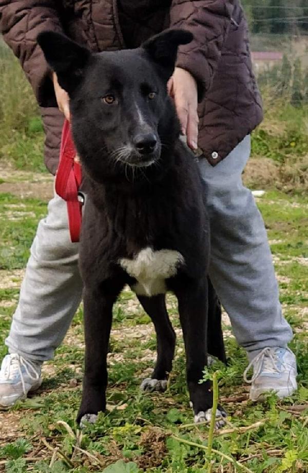 Michael Solo Un Anno Cerca Adozione ❤️