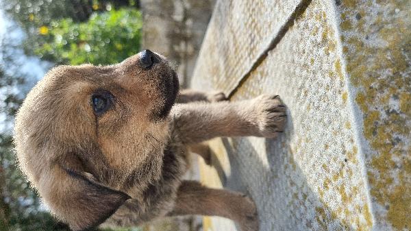 7 cagnolini cercano casa  Foto 2