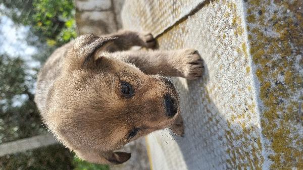 7 cagnolini cercano casa  Foto 3