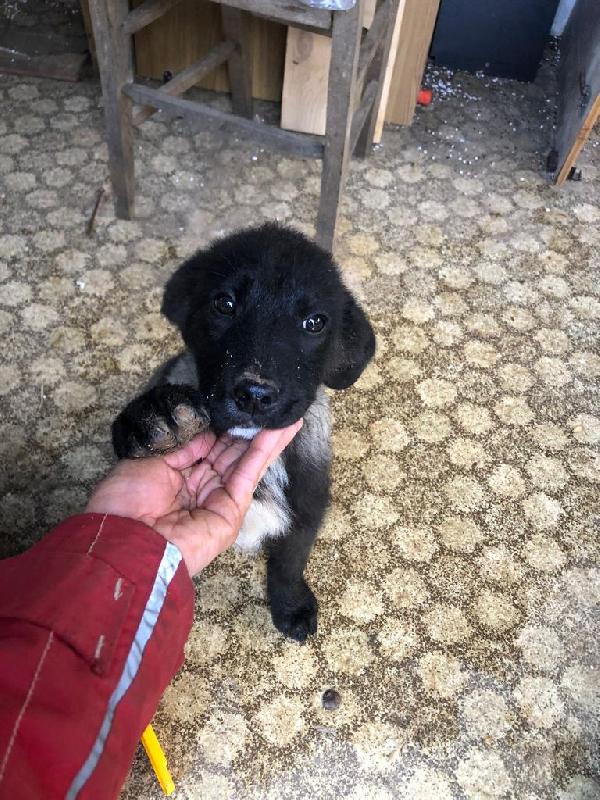 Elsa Cucciola Taglia Media