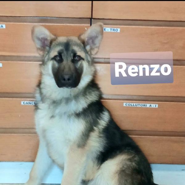 Renzo Cucciolo Simil Pastore Taglia Medio Abbondante