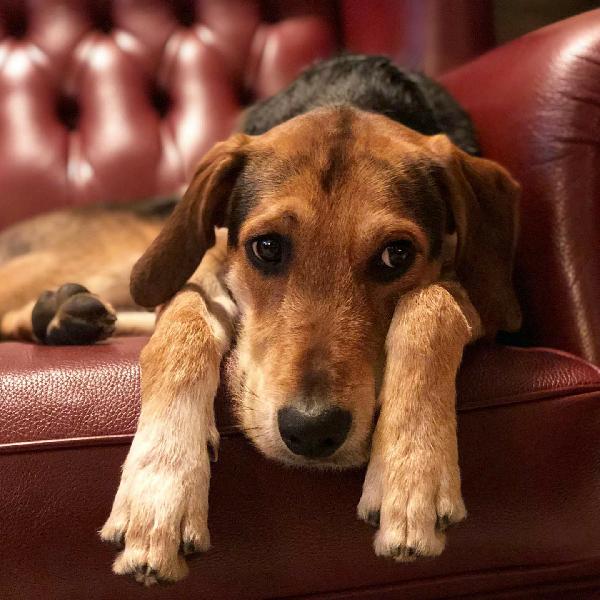 Gastone Simil Beagle/Segugio