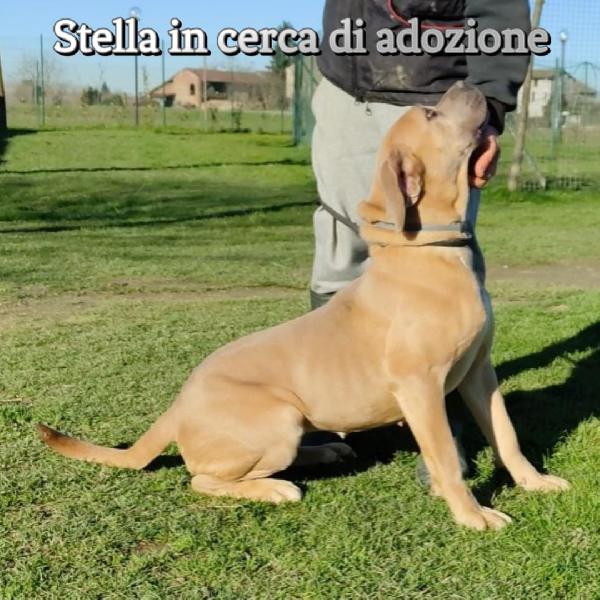 Stella Cane Corso In Adozione