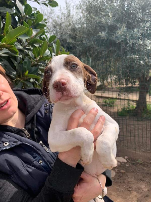 Cucciola Mix Pitbull E Setter