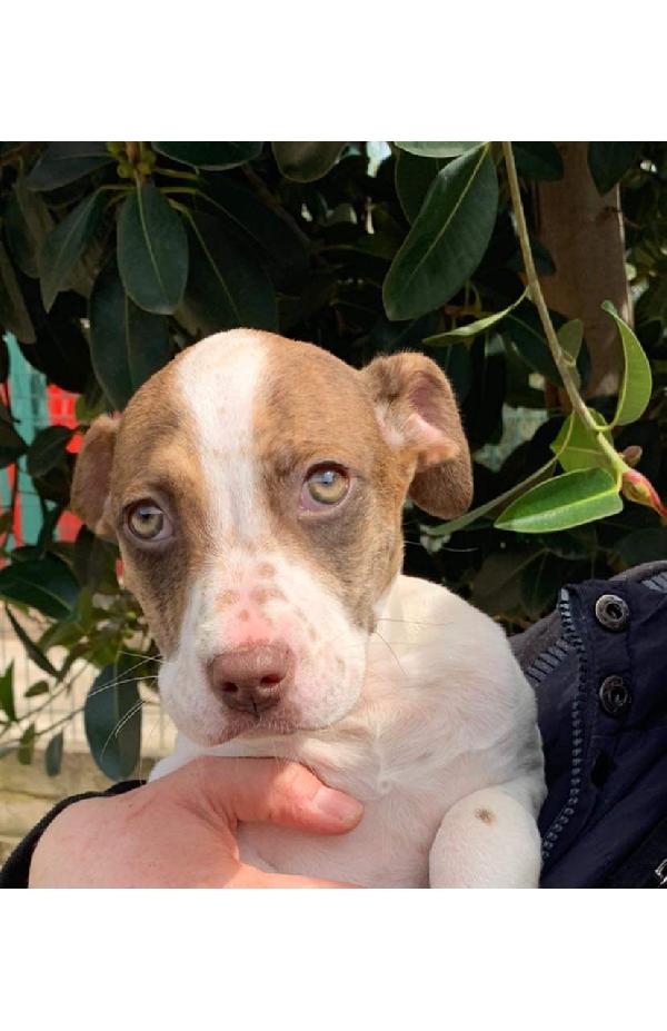 Megan Mix Pitbull Setter