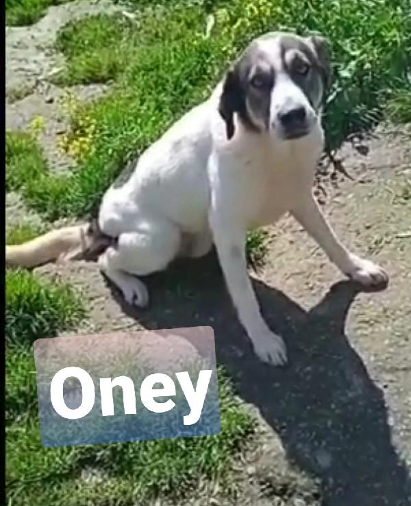 Oney Cagnolone Taglia Media