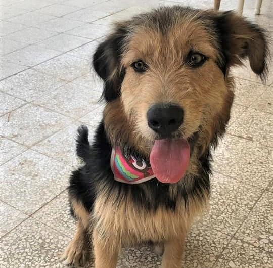 Magnifica Giovane Simil Spinone