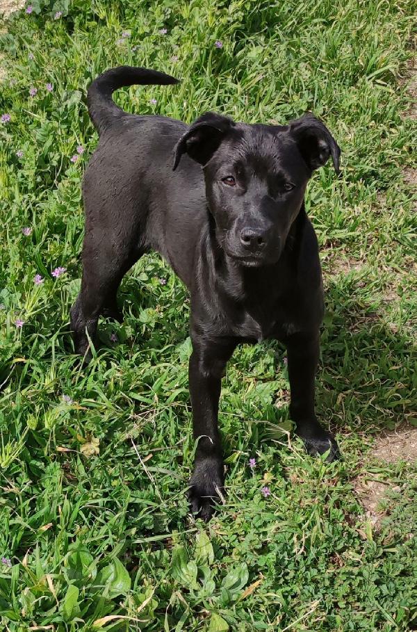 Simil Labrador In Adozione