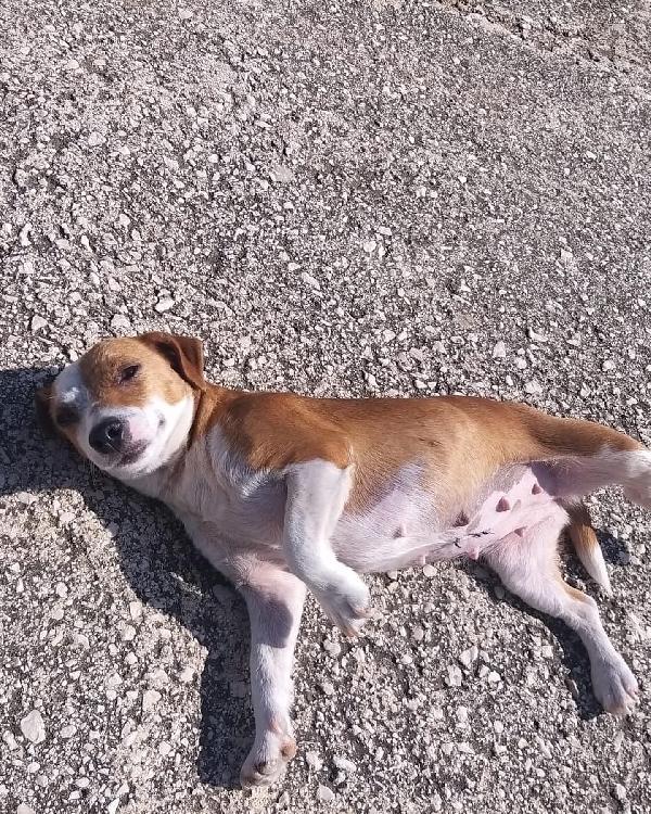 Baby 5 Kg E 2 Anni Ripudiata 