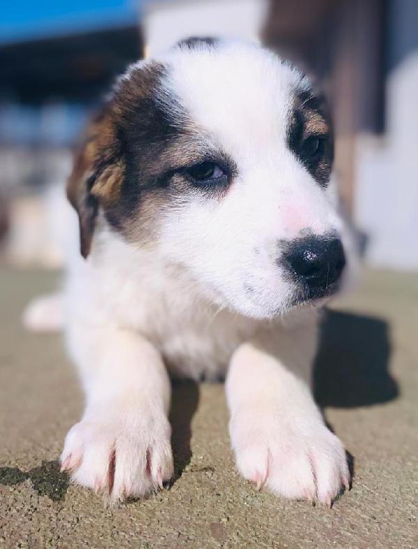 Mala Taglia Media Abbondante 