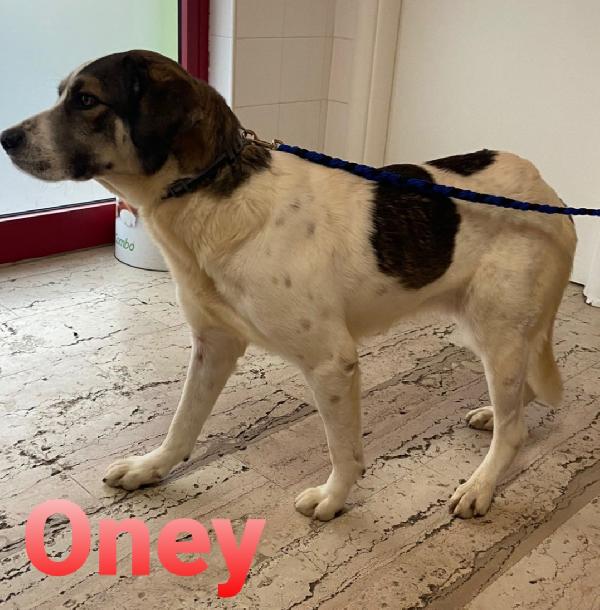 URGENTISSIMO!!! ONEY SPLENDIDO CAGNOLONE TAGLIA MEDIA  Foto 2