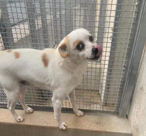 Ridge Taglia Piccola 7 Kg 