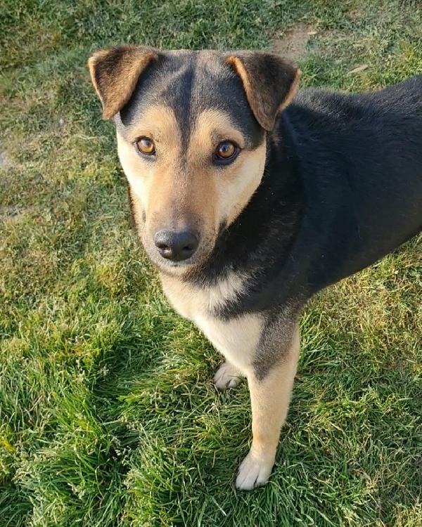 Birillo Cagnolino 3 Anni Taglia Media