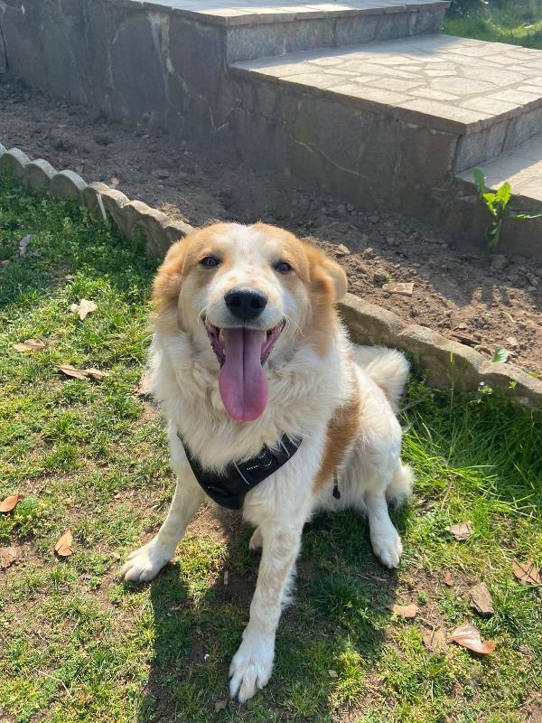 Trudy Cagnolino 2 Anni Taglia Media