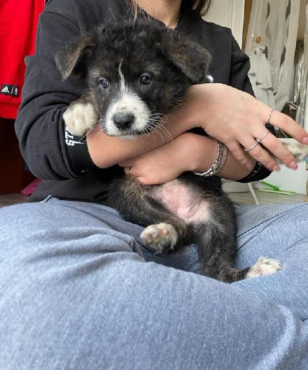 Cuccioli In Adozione