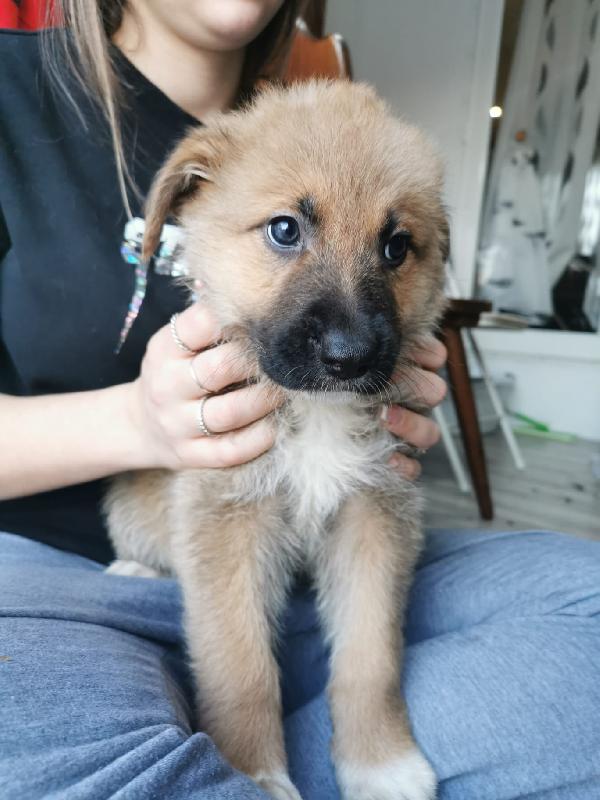 Cuccioli in adozione Foto 2