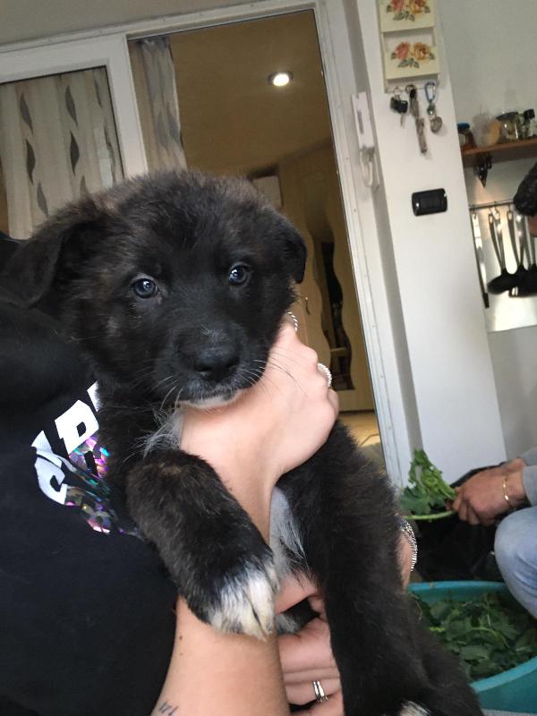 Cuccioli in adozione Foto 3